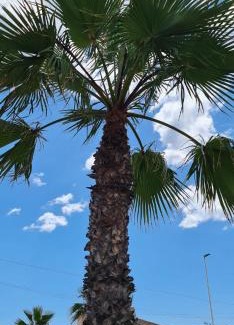 Torrevieja Apartment | Premium Apartment 8 pers with a rooftop swimming pool and sea views - 3 min Playa de Cura
