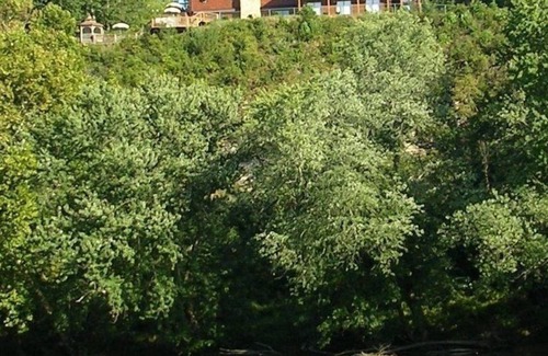 Scottsville House | Prettiest Back Yard in the State of Virginia