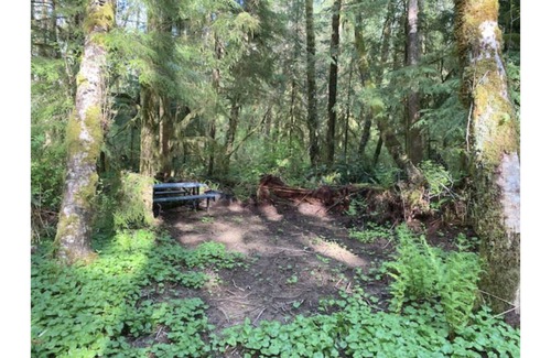 Forks RV Rental | Primitive Tent Site #11- Beautiful Forested Property