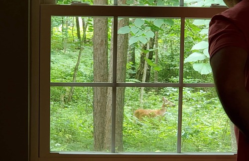 Nisswa House | Privacy in the Pines