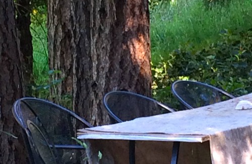 Salt Spring Island Cottage | Private Nature Getaway for Romantic Couple or Small Family Vacation!n