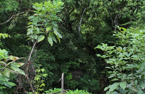 Carara Apartment | Private room for 2 people 26 km from Jaco