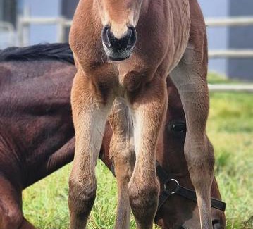 Robertson House | Prosper Stud Guest House