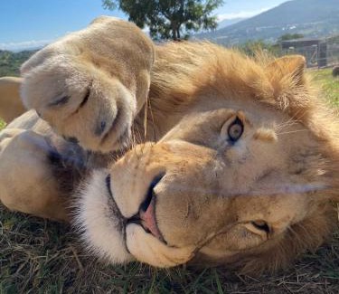Nelspruit House | Pumbaa Wildlife Park & Accommodation