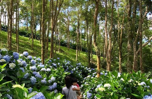 Jinfeng House | Qingshan Homestay