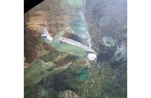 South Carolina Lakes & Blackwater Rivers House | Quiet and rustic Glamper with an artsy vintage vibe