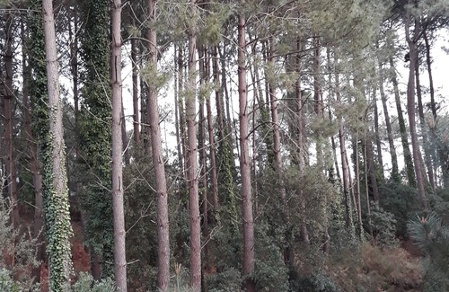 Soorts-Hossegor Apartment | Quiet apartment surrounded by pine trees