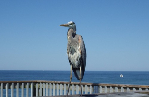 Thomas Drive Condo | Quiet, Beach Facing Master Bedroom! Spectacular Views!