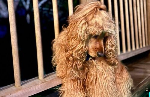 Guarne Cabin | Quimera Ecolodge Cabin - 10 min JMC Airport