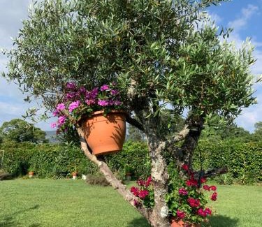 Marco de Canaveses Villa | Quinta do Pinheiral