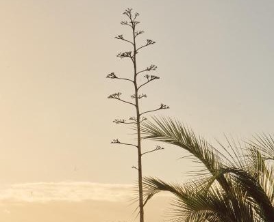San Antonio de las Minas Bed & Breakfast | Quinta Estrella