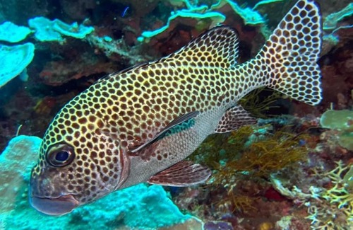 Raja Ampat House | Raja Ampat dive tour