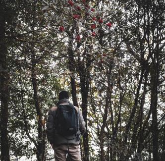 Darjeeling Cabin | Rajbari Farms