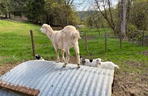 Days Creek Other | Ranch House #1 2BR-Farm Tours-Near Crater Lake!