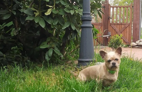 Dietrichsfeld Apartment | Ranchhouse vacation apartment - dogs and horses are welcome