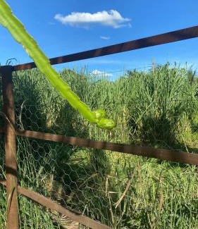 Buritama Other | Rancho Coqueiros#Amor e Paz