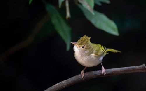 Ban Luang Cabin | Rangbondoi - Birdwatching Included