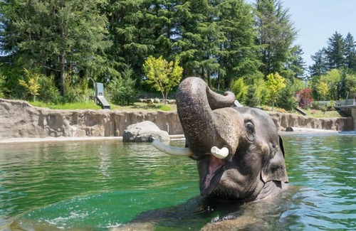 Tigard House | Rare Find! Indoor Pool, Free Parking, Free Full Breakfast, Near Oregon Zoo