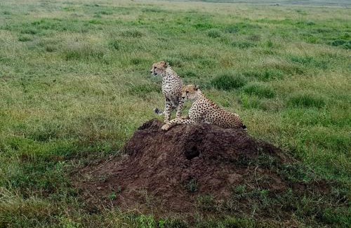 Mara Cabin | Real African Life safaris and Camps
