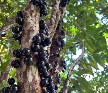 Sao Jose do Vale do Rio Preto House | Recanto das Águas Claras