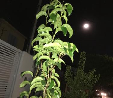 Jardim California Apartment | Recanto Duas Peras