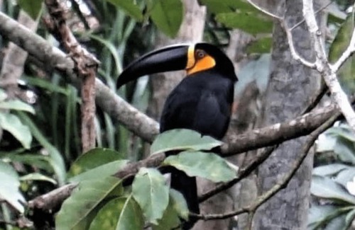 Ratones House | Recanto para relaxar com a natureza e os pássaros