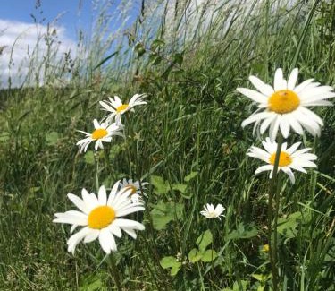 Schalkenbach Apartment | RechHof Urlaub bei Tieren