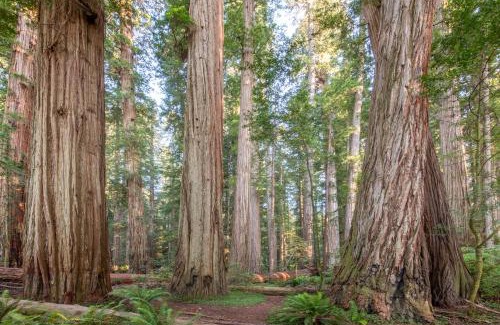 Crescent City Hotel | Redwood Inn