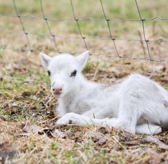 Tavelsjo Other | Reindeer Ranch