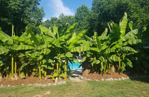 Greensboro Cottage | Relax in a Resort like setting