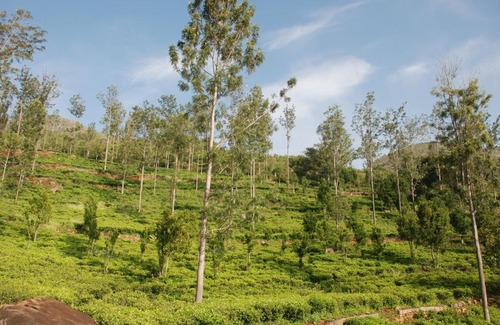 Masinagudi House | Relaxing 2 B/R Estate House, Deenaty, Tamil Nadu