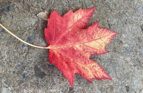 Little Burgundy Bed & Breakfast | Repos & Manna Downtown Montréal