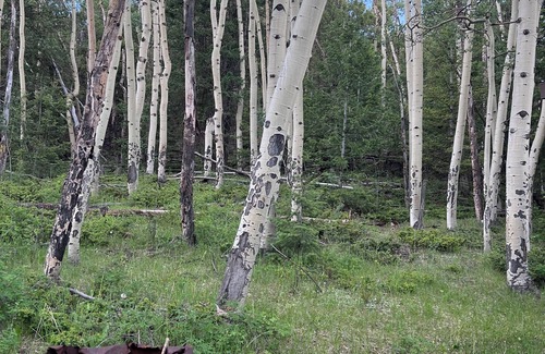 Canon City Cabin | Reserve now for the Aspen Grove leaf change in October!
