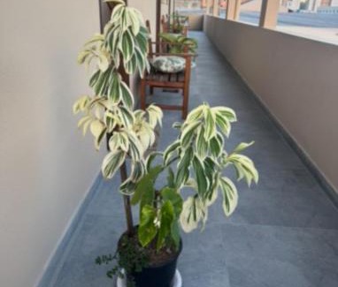 Alto Sao Bento Apartment | Residencial Lara 6