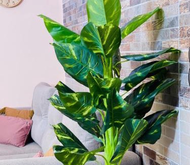Rao Apartment | Residhomesaintlouis