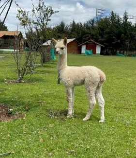 San Jeronimo de Tunan Hotel | RESORT ALAPA
