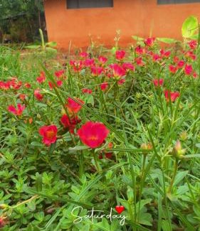 Auroville House | Reve living