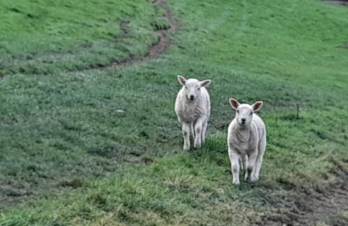 Bethania House | Rhedyn - Cosy Fishing Lodge Near Aberaeron