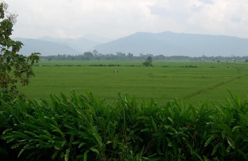 Chiang Kham Resort | Rico Resort
