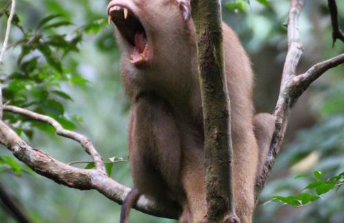 Bohorok Villa | Rinte Green Village & Bukit Lawang Jungle Trekking