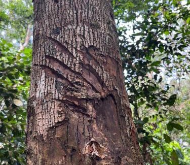 Bohorok Villa | Rinte Green Village & Bukit Lawang Jungle Trekking