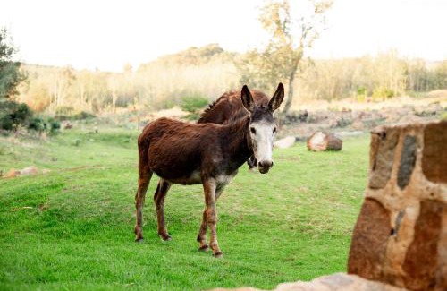 Tonteldoos Ski Chalet | Riverman Cabin Country Lodge - Tonteldoos