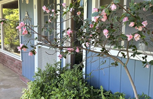 Mariposa Apartment | Robin's Nest - nCozy & quiet guest house minutes from historic downtown Mariposa