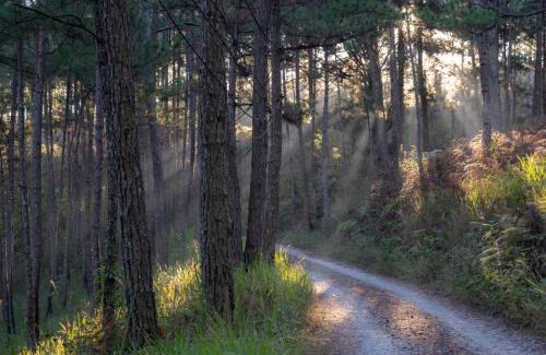 Da Lat Ski Chalet | Romantic house 2 on a pine hill Dalat