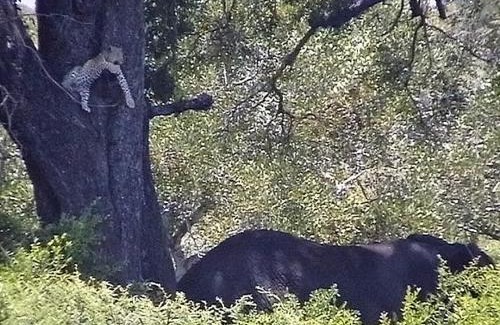 Kruger National Park Cabin | Roodewal Bush Lodge