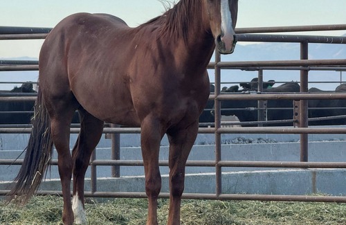 Idaho Falls House | Room in indoor riding arena. Laundry available, shared bathroom, free parking.