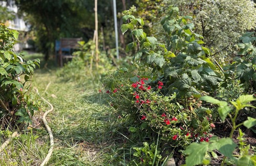 Palaiseau Bed & Breakfast | Room overlooking the garden in a shared apartment in a house undergoing eco-renovation