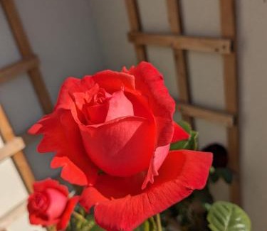 Scawton Bed & Breakfast | Rosegarth Bed and Breakfast