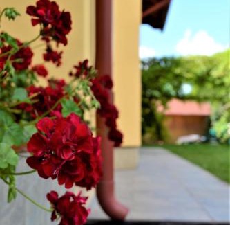 Sovata Villa | Rozsi Mama