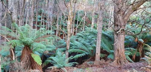 Port Arthur House | Ruby's Cottage Farm Stay